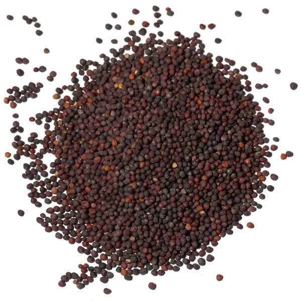 product-mizuna-seeds-600x600-1.png